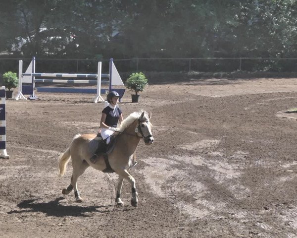 Reitturnier Wiesloch 2019