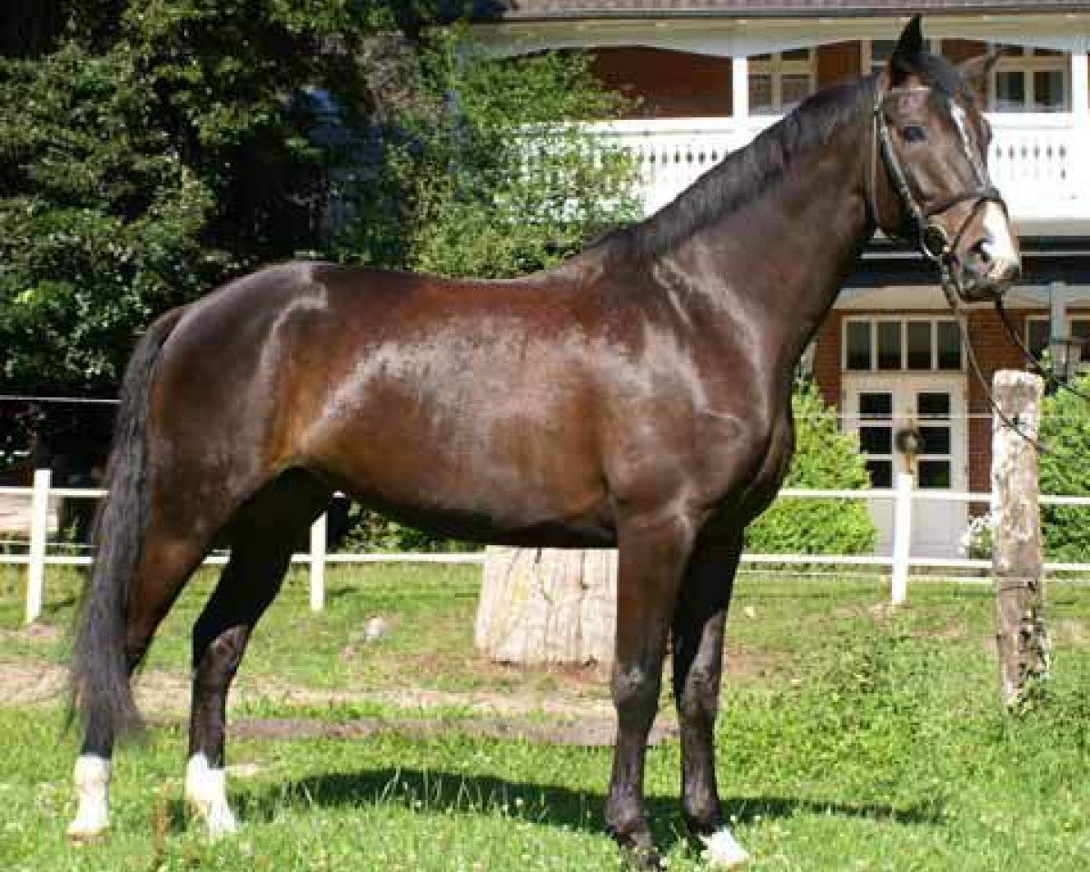 Cavallo da Dressage Gitroflet (Trakehner, 2005, di Distelzar)