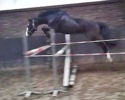 jumper Bombadino (Oldenburg show jumper, 2013, from Balou du Rouet)