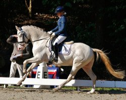 Dressurpferd Tackmann's Cream de Luxe (Deutsches Reitpony, 2012, von FS Chambertin)