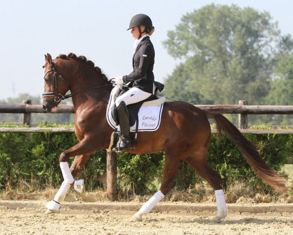 Deckhengst Big Blue Heart (Deutsches Reitpony, 2012, von Bavarottie)