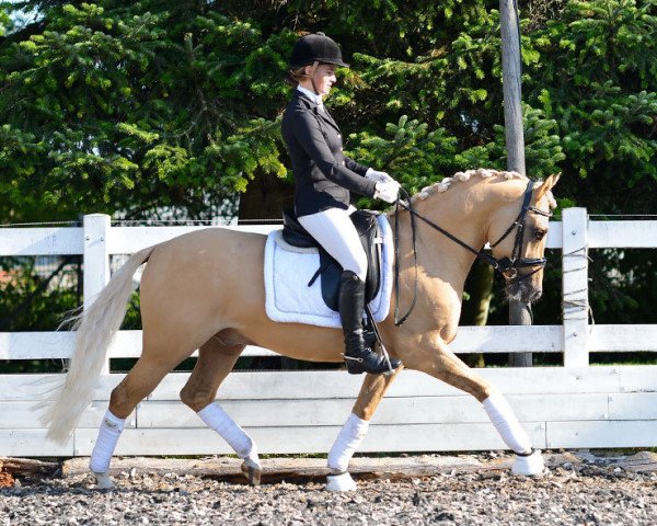 dressage horse Dolcetti (German Riding Pony, 2012, from Danny Gold)