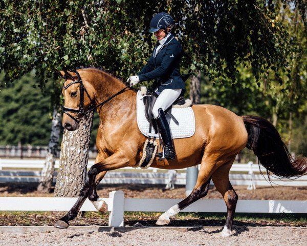 dressage horse Casiopaja (German Riding Pony, 2012, from Coolmen)
