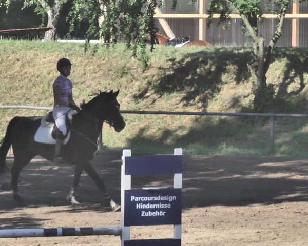 Reitturnier Wiesloch 2019