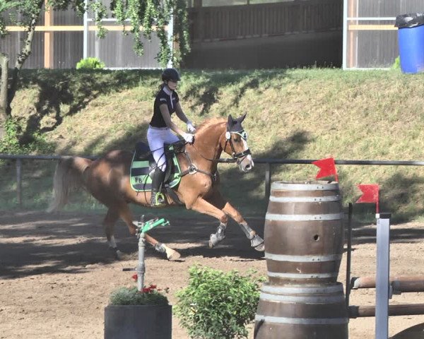 Reitturnier Wiesloch 2019
