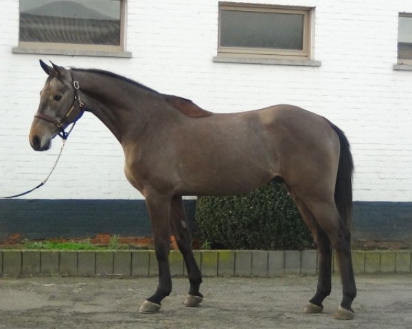 jumper Colorado J&f Champblanc (Holsteiner, 2012, from Clearway)