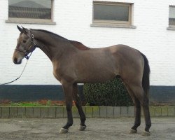 jumper Colorado J&f Champblanc (Holsteiner, 2012, from Clearway)