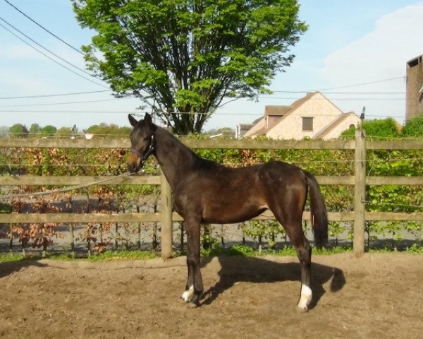 horse Océane (Belgian Warmblood, 2014, from Triomphe de Riverland)
