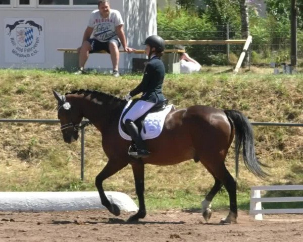 Reitturnier Wiesloch 2019