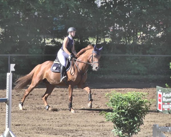 Reitturnier Wiesloch 2019