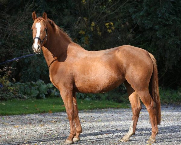 broodmare Havana Panama van de Ketelwinning Z (Belgium Sporthorse, 2013, from Adorado)