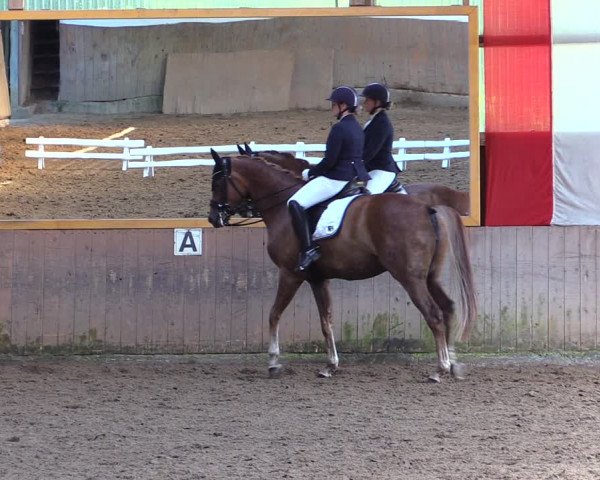 Reitturnier Schwerte-Gut Kückshausen 2019