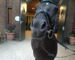 dressage horse Tasmanian Devil 2 (Nederlands Welsh Ridepony, 1999)