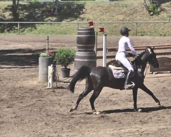 Reitturnier Wiesloch 2019