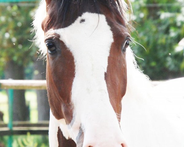 broodmare Soraya C (German Warmblood, 2008, from Samenco II K)