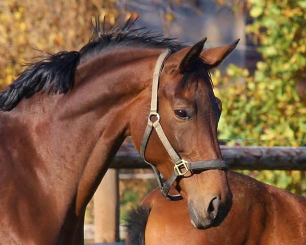 broodmare Diva Sandrina (Oldenburg, 2007, from Dr. Jackson D)