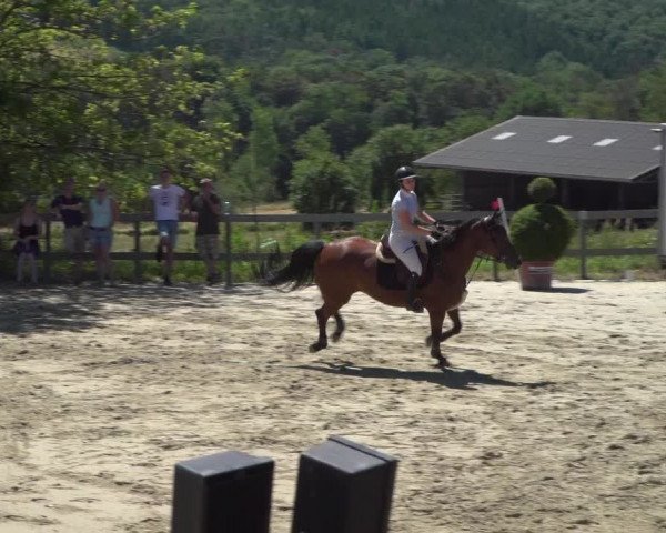 Reitturnier Kalenborn Hegehof 2019