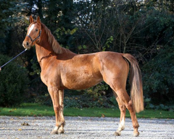broodmare Cassandra Hero Z (Zangersheide riding horse, 2013, from Curby du Seigneur)