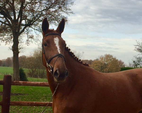 broodmare Delphine van het Scheefkasteel Z (Zangersheide riding horse, 2013, from Diamant de Semilly)
