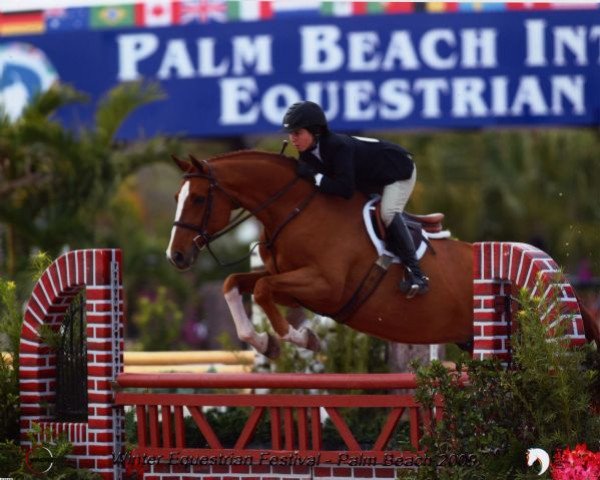 stallion Centolys Z (Zangersheide riding horse, 2001, from Cento)