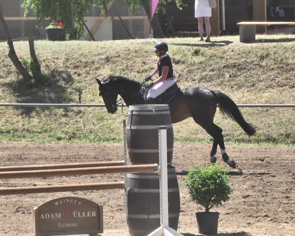 Reitturnier Wiesloch 2019
