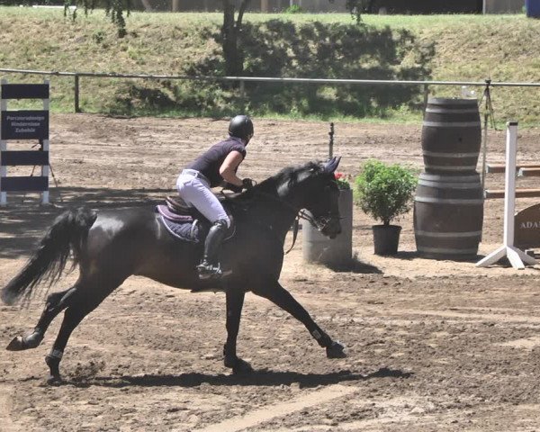 Reitturnier Wiesloch 2019