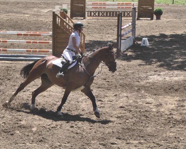 Reitturnier Wiesloch 2019