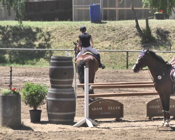 Reitturnier Wiesloch 2019