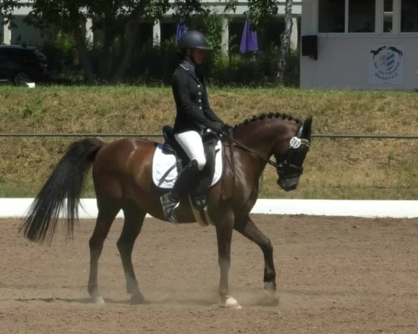 Reitturnier Wiesloch 2019