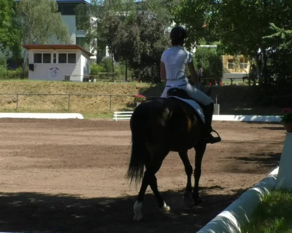 Reitturnier Wiesloch 2019
