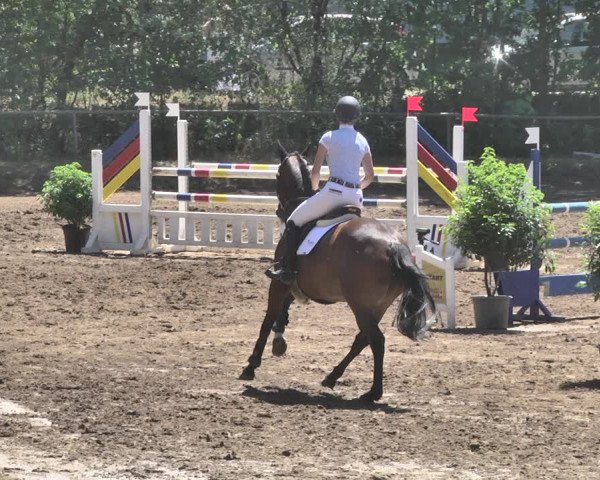 Reitturnier Wiesloch 2019