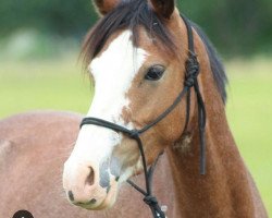dressage horse Brillant's Börbel (Pony without race description, 2011)
