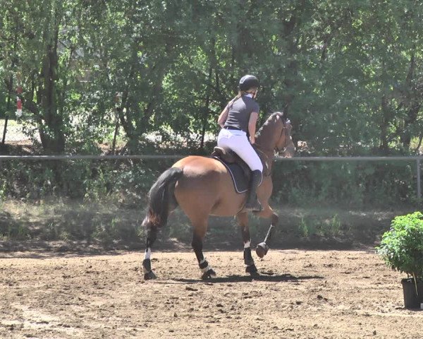 Reitturnier Wiesloch 2019