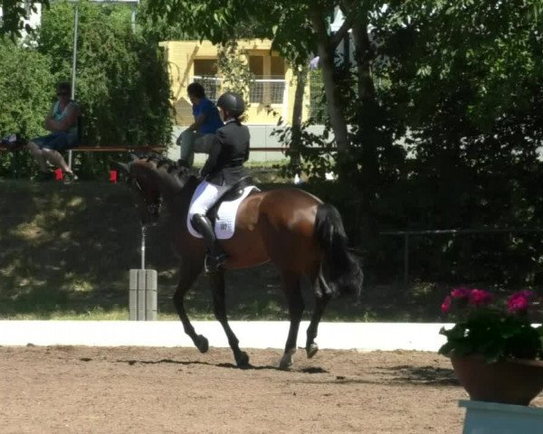 Reitturnier Wiesloch 2019