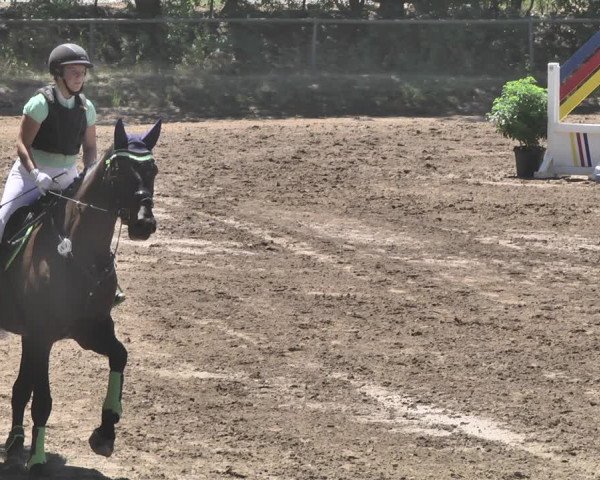 Reitturnier Wiesloch 2019