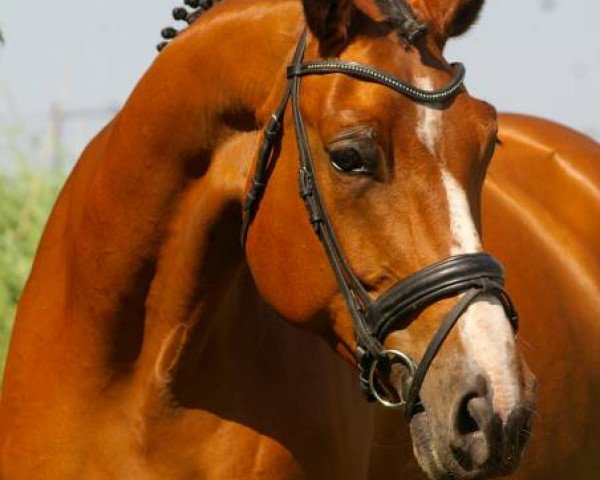 broodmare Annabel Z (Zangersheide riding horse, 2007, from Argentinus)