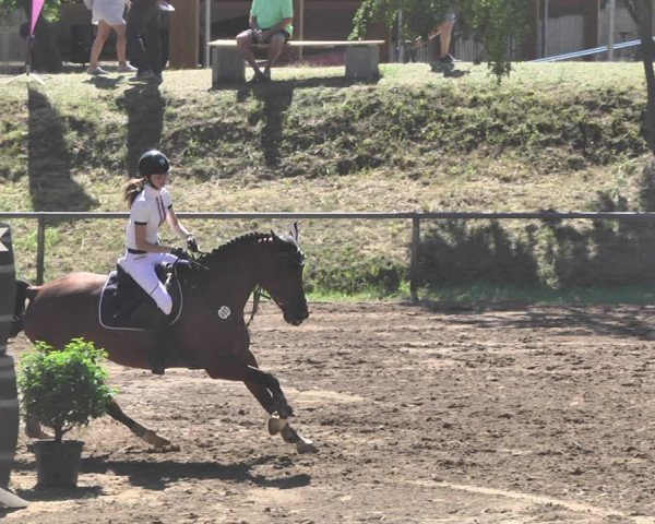 Reitturnier Wiesloch 2019