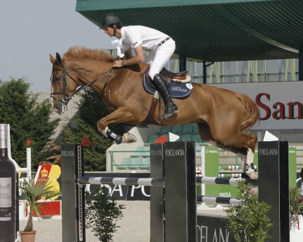 jumper Grunwald de Kalvarie (Belgian Warmblood, 2006, from Action-Breaker)