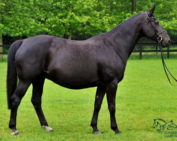 broodmare Cher de Kalvarie (Belgian Warmblood, 2002, from Kimball)