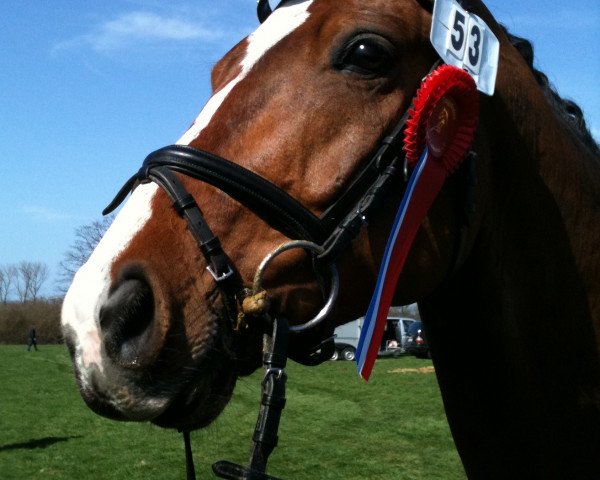 dressage horse Dexter 183 (Hanoverian, 2005, from Don Crusador)
