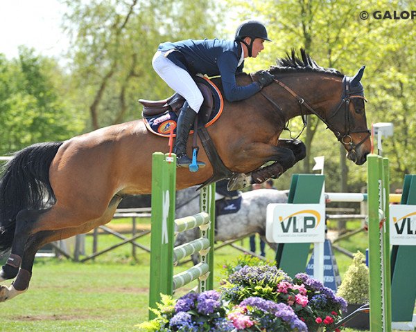 jumper Azaro de Kalvarie (Belgium Sporthorse, 2006, from Moujik de Sohan)
