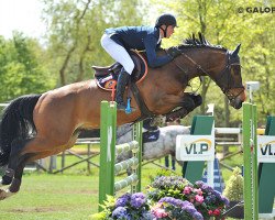 jumper Azaro de Kalvarie (Belgium Sporthorse, 2006, from Moujik de Sohan)