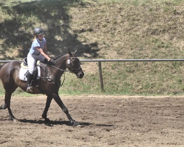 Reitturnier Wiesloch 2019