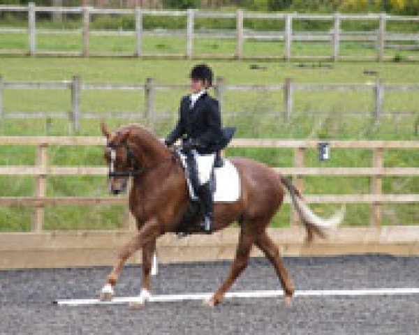 horse Don't Worry (Westphalian,  , from D'Accord)