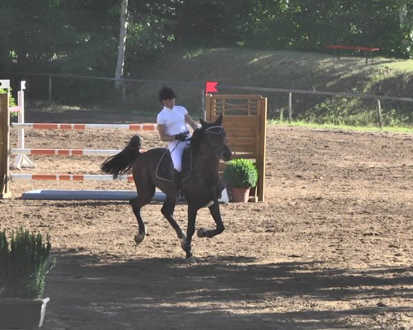 Reitturnier Wiesloch 2019