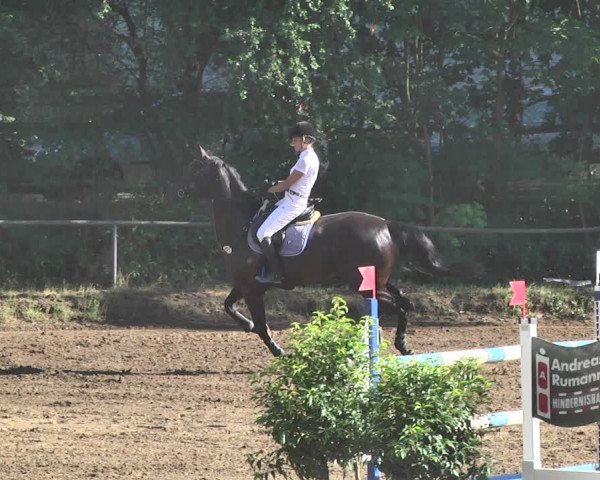 Reitturnier Wiesloch 2019