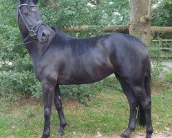 dressage horse Fibiella (Hanoverian, 2012, from Fürst Nymphenburg)