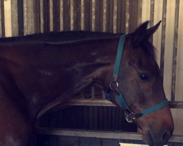 jumper Lucky xx (Thoroughbred, 2004, from Acatenango xx)
