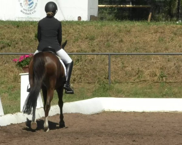 Reitturnier Wiesloch 2019