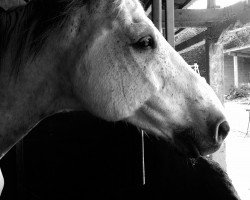 Springpferd Caprino 12 (Holsteiner, 2000, von Capo)